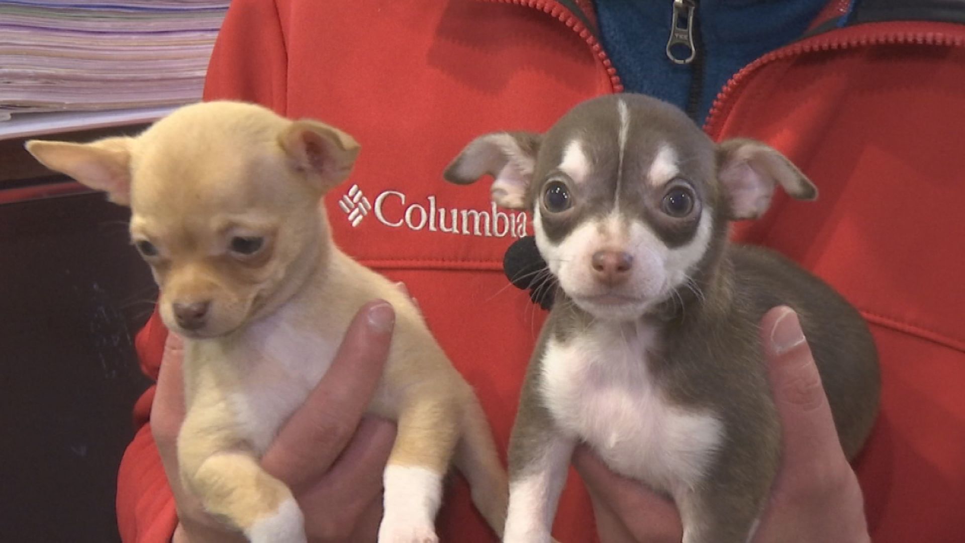 chihuahuas 3.jpg
